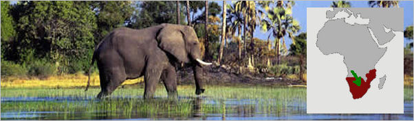 flySerra offers African Bush, Savannah air charters to the Okavango Delta. flySerra Private Jet and Air Charter Brokers.